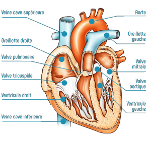 Anatomie du cœur
