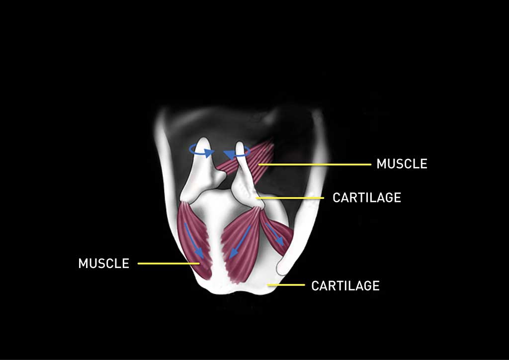 Visuel des muscles crico-aryténoïdiens afin d'illustrer la réinnervation laryngée