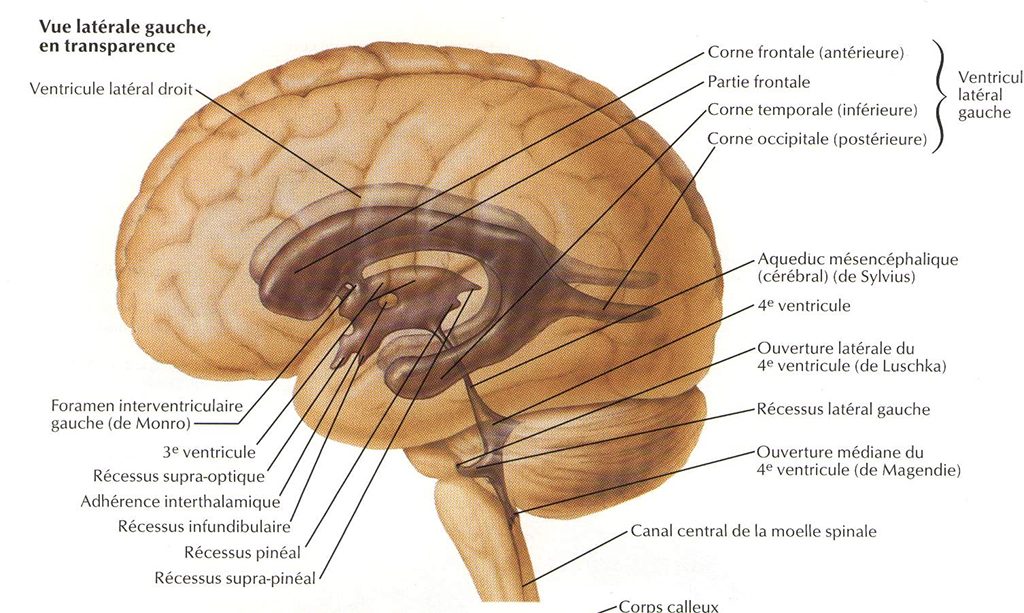 Vue latérale gauche en transparence du cerveau