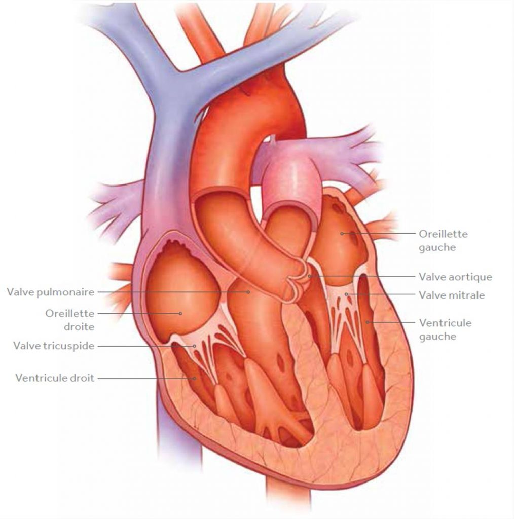 Le rétrécissement aortique calcifié