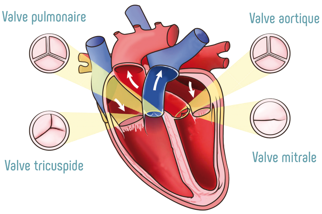 Les valves du coeur