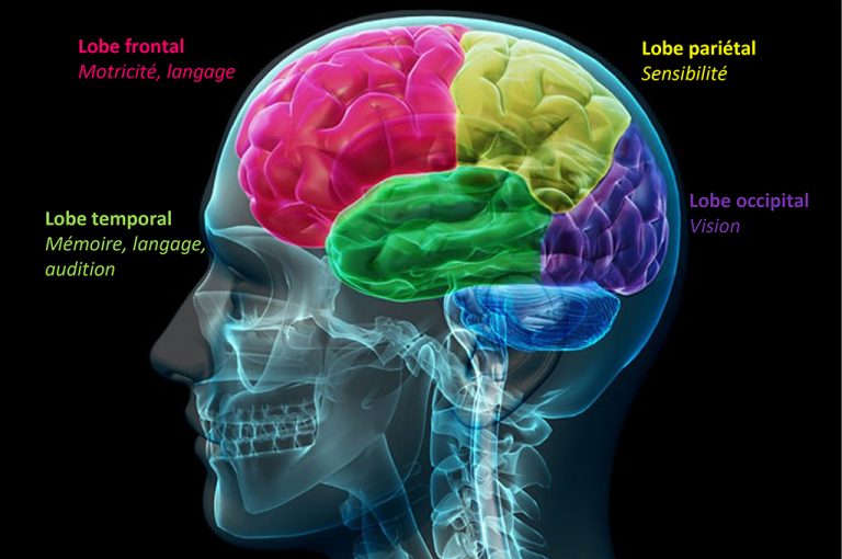 Schéma d'un cerveau montrant chaque lobe qui le compose afin d'illustrer les crises d'épilepsie partielles ou focales.