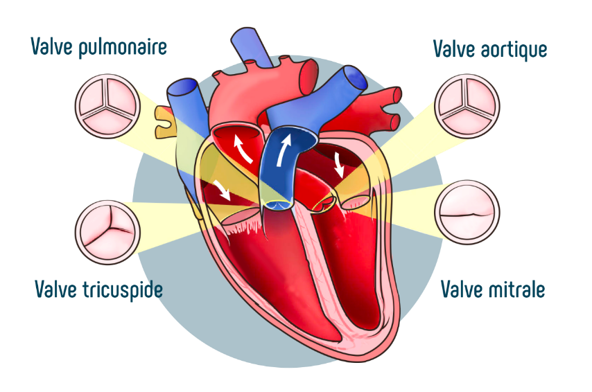 Schéma valve aortique