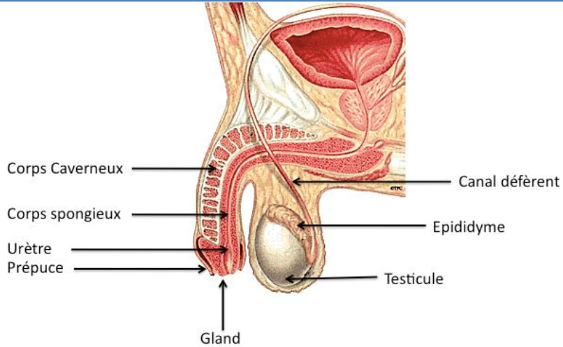 Vasectomie