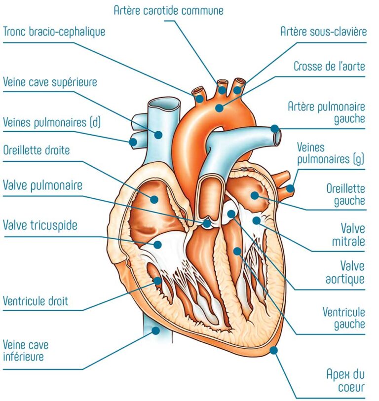 Schéma du fonctionnement du cœur