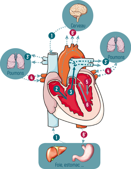 Circulation du sang dans le cœur