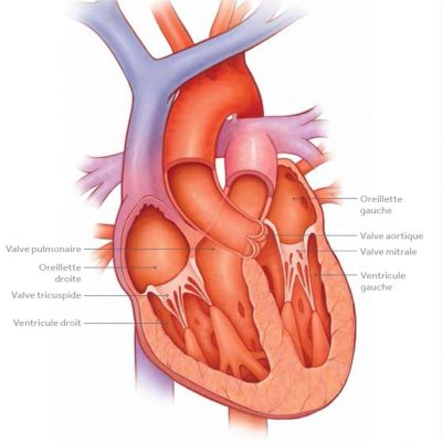 coeur-sain--1014x1024